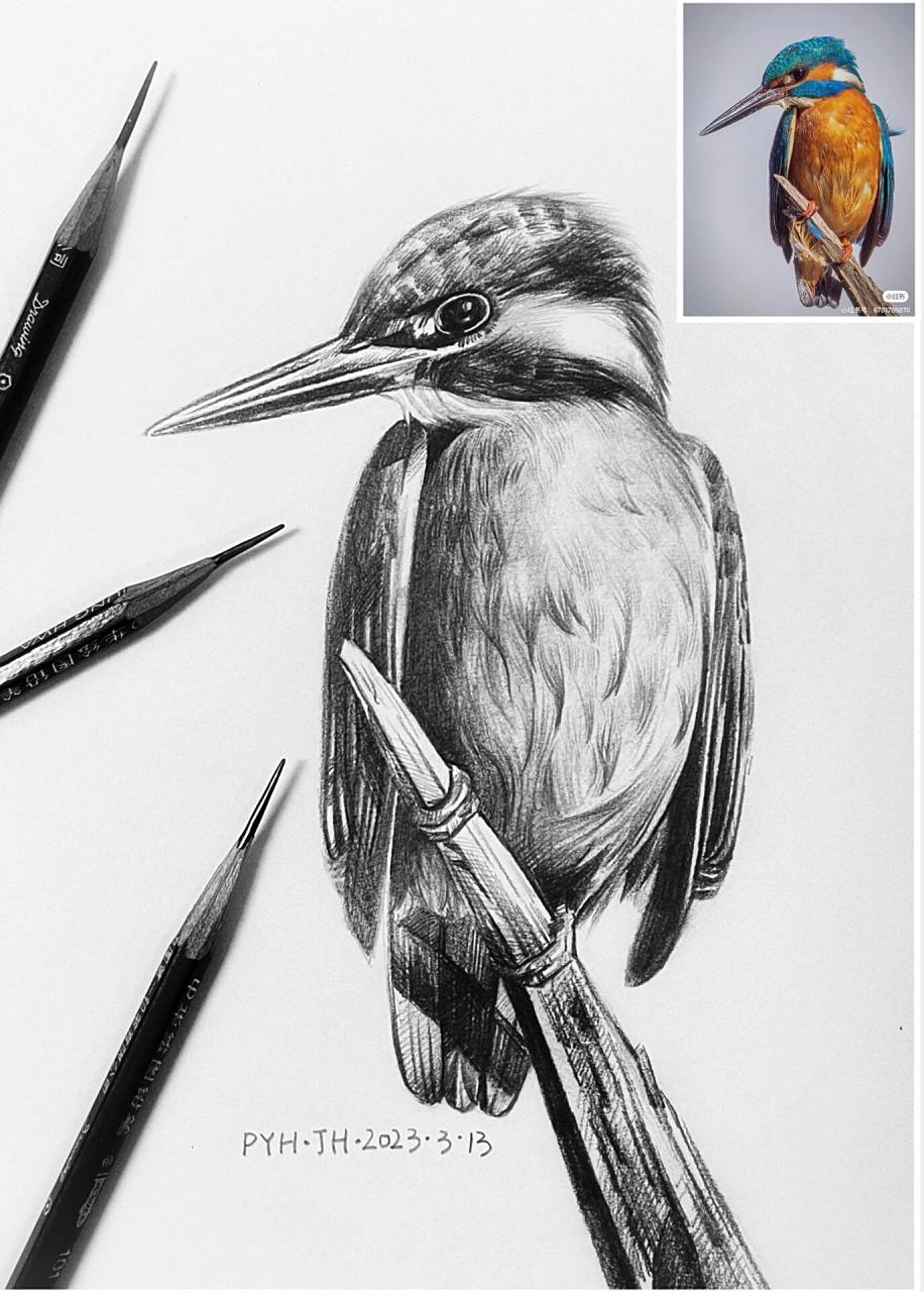 零基础素描详细步骤图分享【翠鸟】 详细讲解视频在主页上一条笔记哦