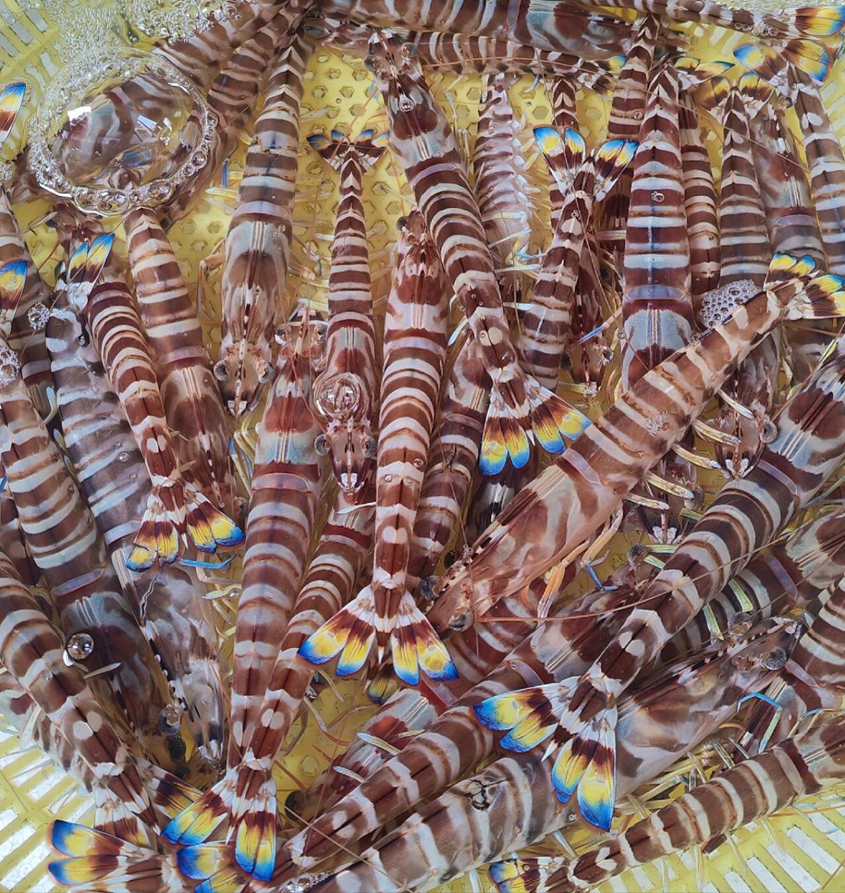 可做刺身的虾,不仅好吃还好看,活脱脱海洋小精灵