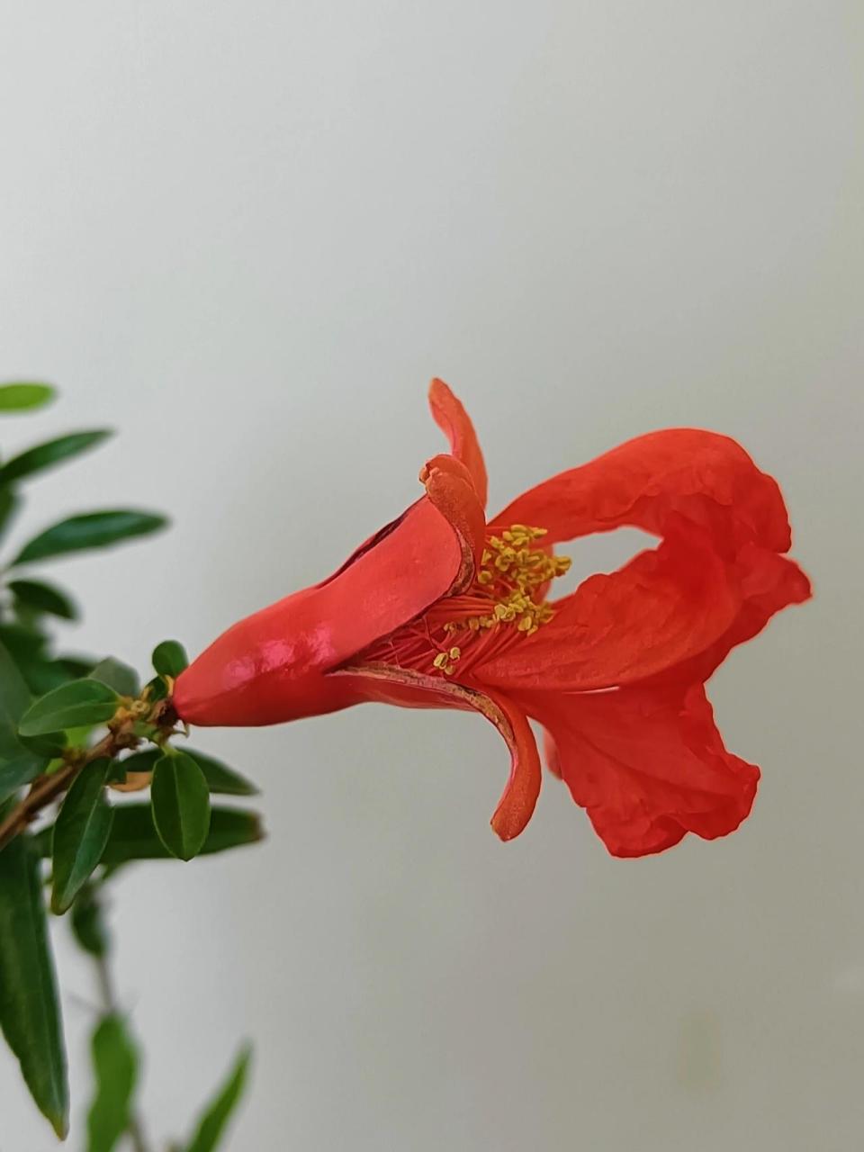 石榴雌雄花同株,一棵树上有雌花,也有雄花,自然条件下,蜜蜂把雄花花粉