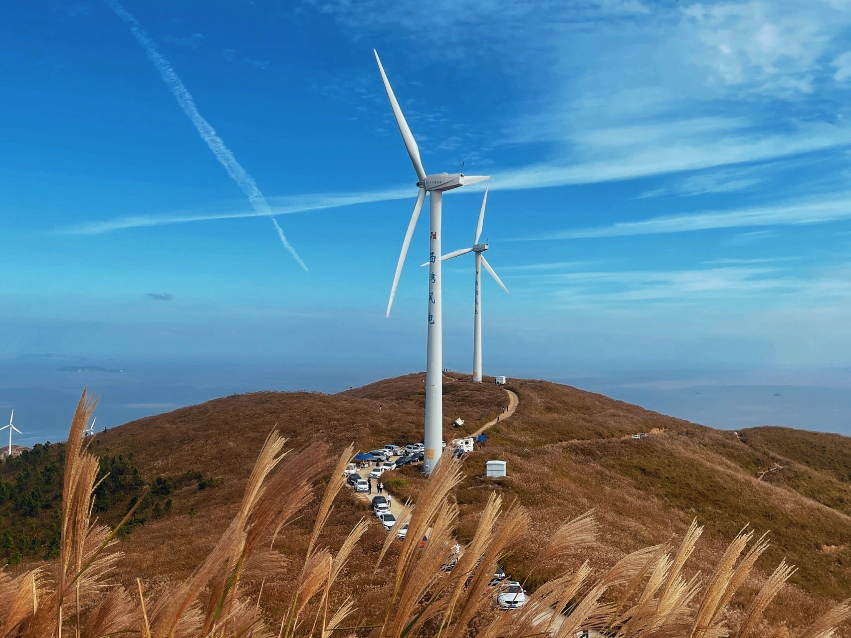 龙港鳌江附近绝美拍照地风车芦苇 漫山遍野的芦苇加上电力大风车,啊