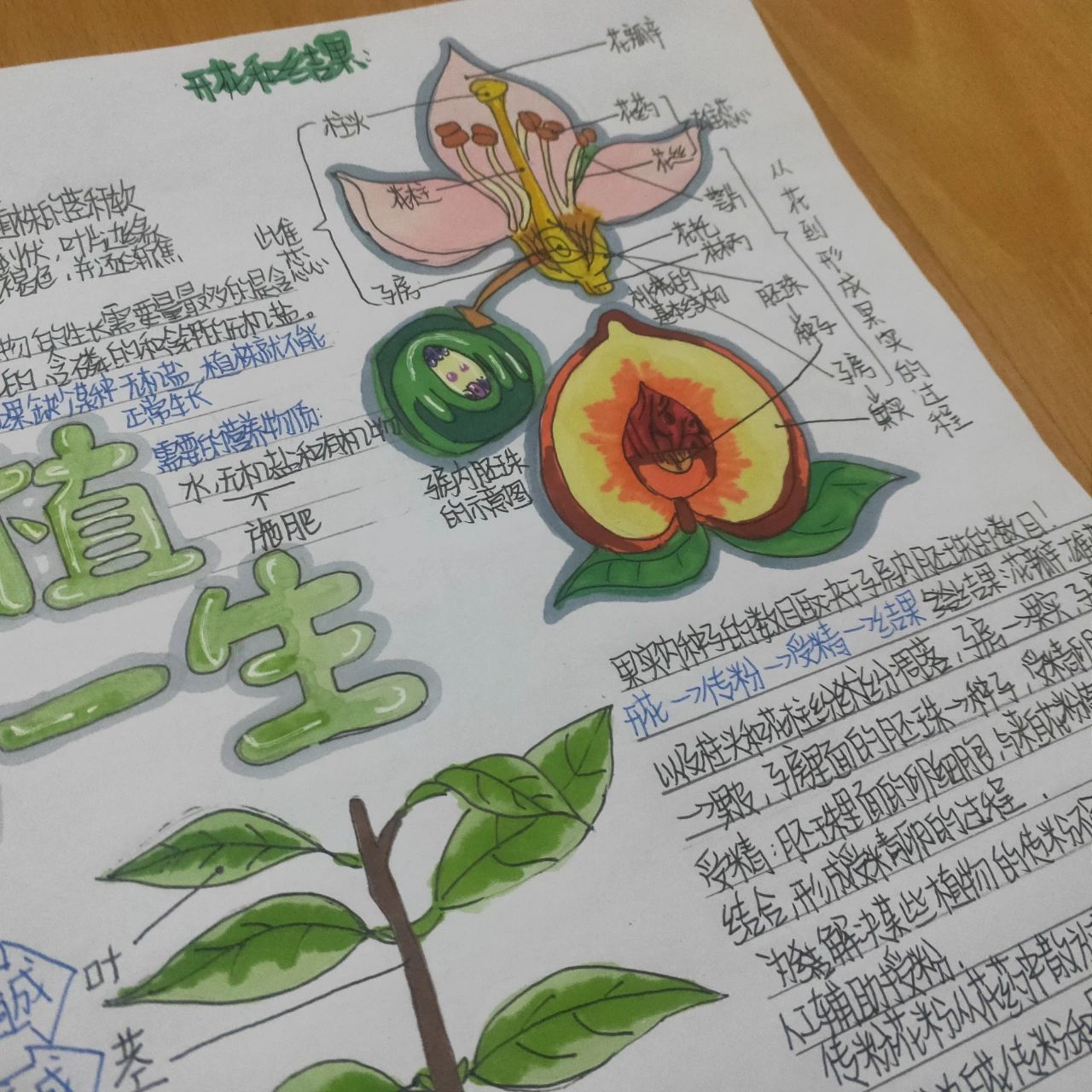 生物手抄报来啦～  七上被子植物的一生