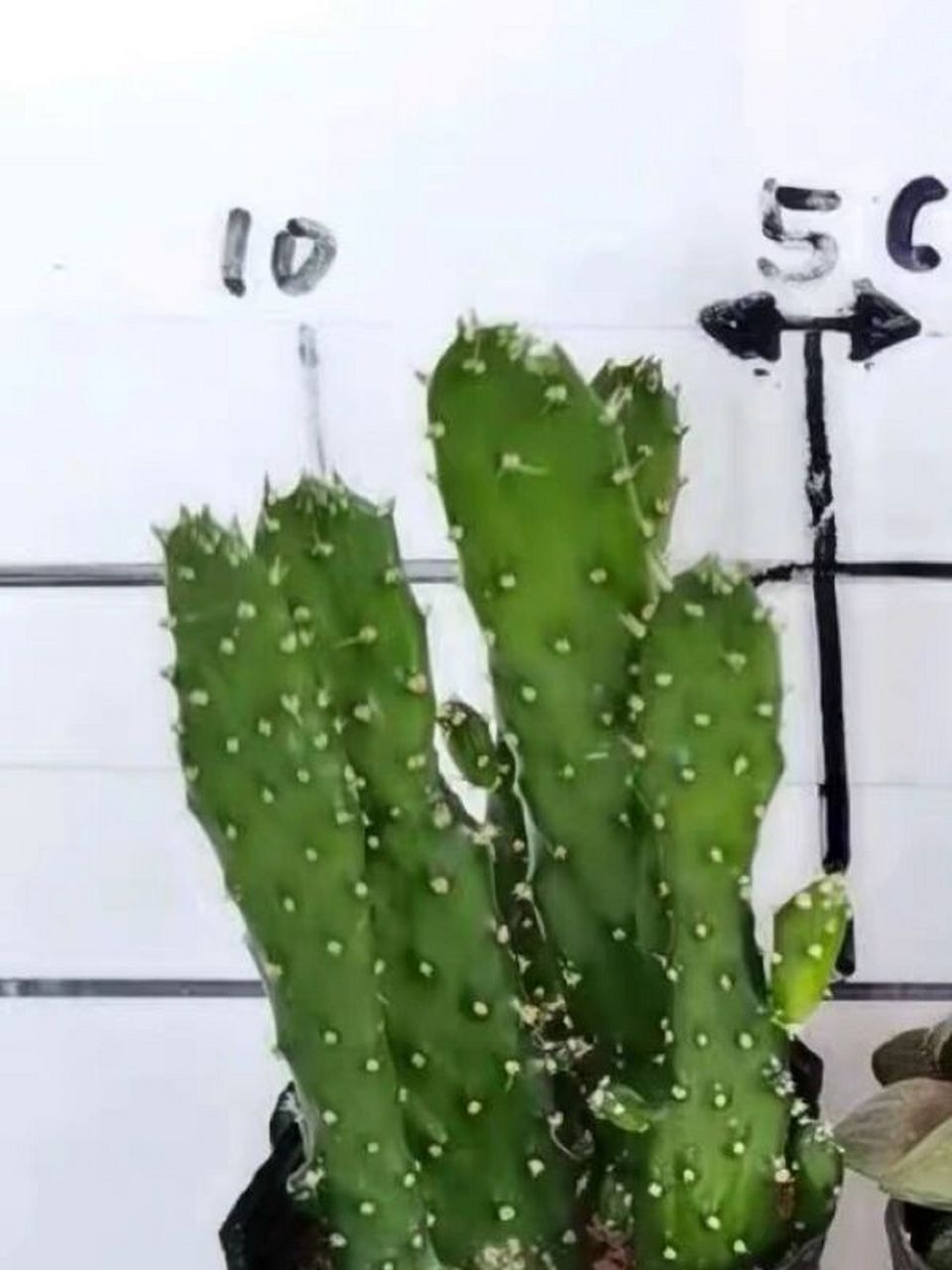 多肉招财手 ……人家的多肉跟我的……图二是我的