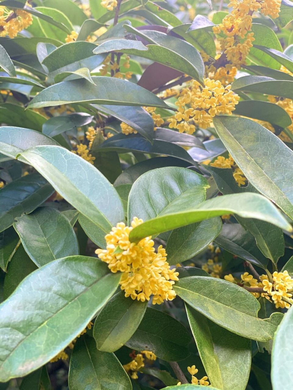 灵谷寺金陵百年桂花王终于开花啦~今年花期比往年迟了十几天,预计下个