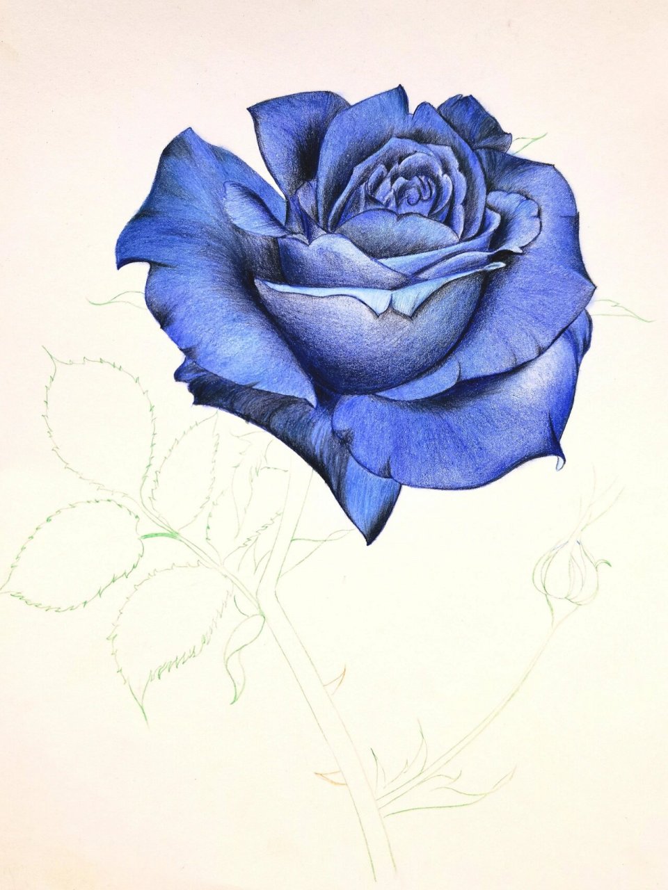 彩铅玫瑰花 这幅蓝色的玫瑰花,应该是有一个忧郁的灵魂,为何画她的