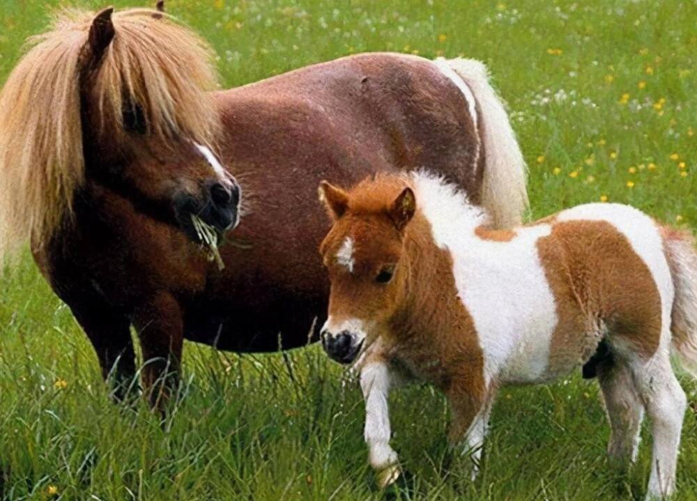 "皇家贵族"设特兰小矮马出生啦!简直太萌