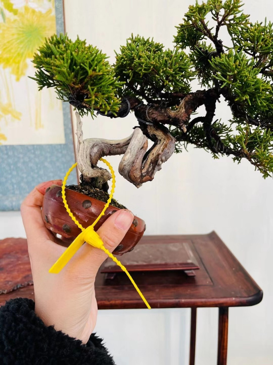 真柏盆景的日常养护注意事项有哪些 真柏盆景的日常养护注意事项有