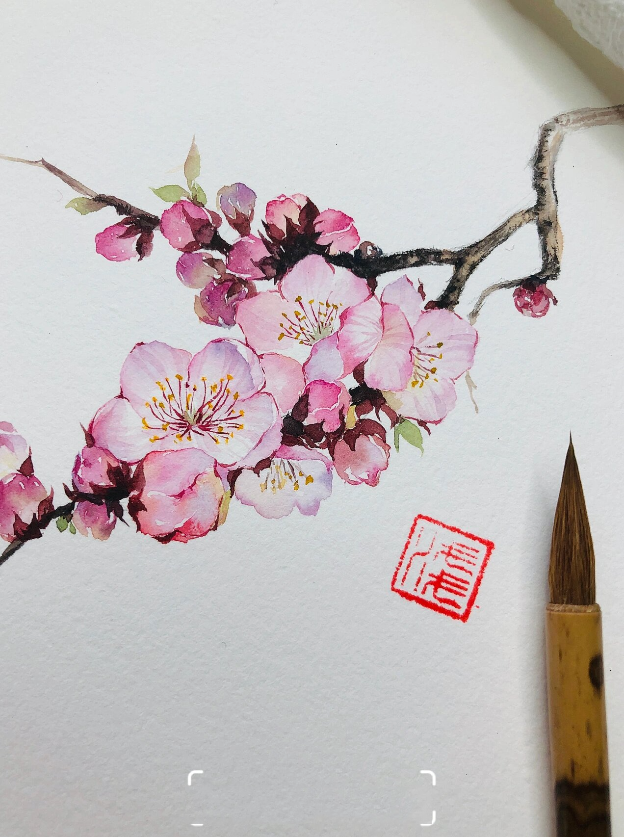 小花记 每天一练,防生手👋… 梅花—粉嫩嫩的花瓣总想停留脚步画