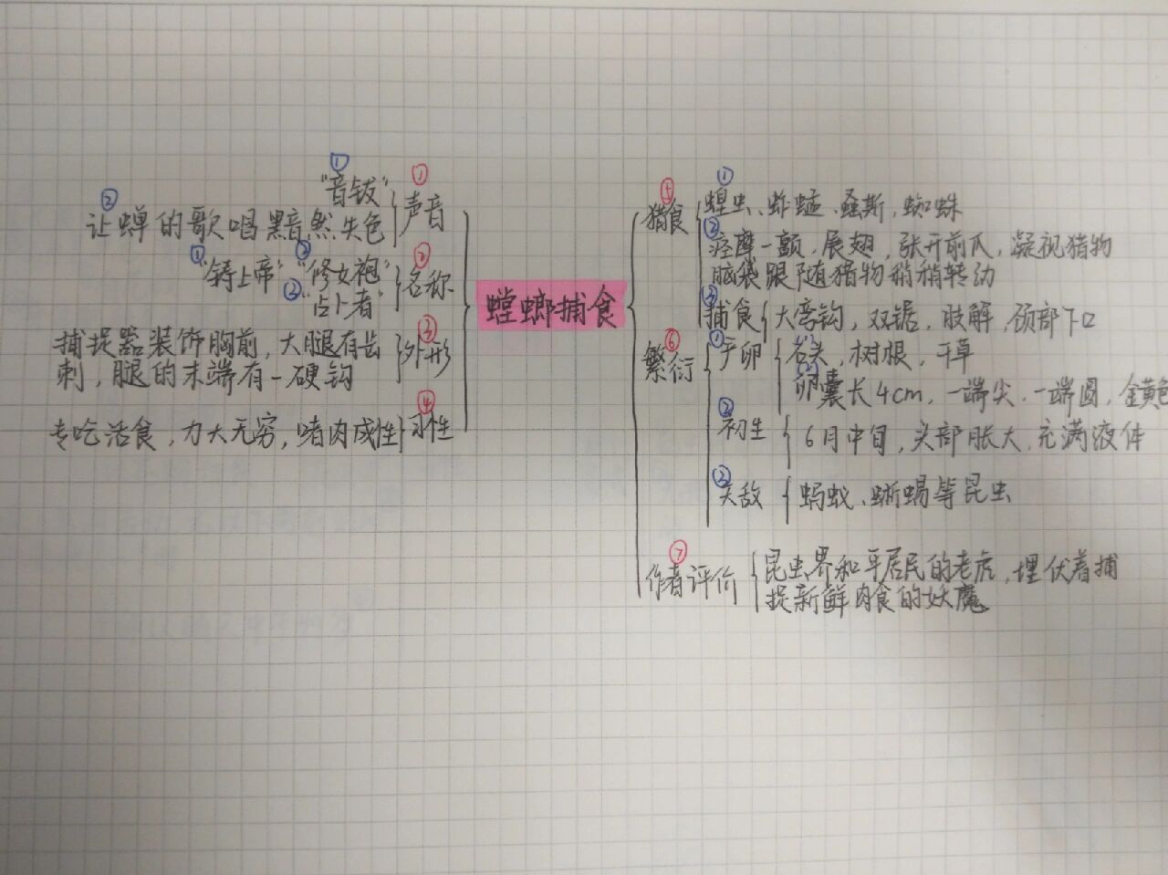 螳螂的思维导图怎么画图片