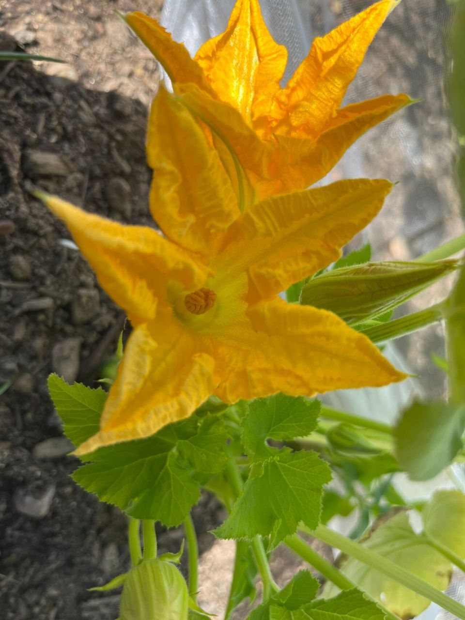 求助,西葫芦如何分辨雄花雌花? 我的西葫芦今天开了三朵花