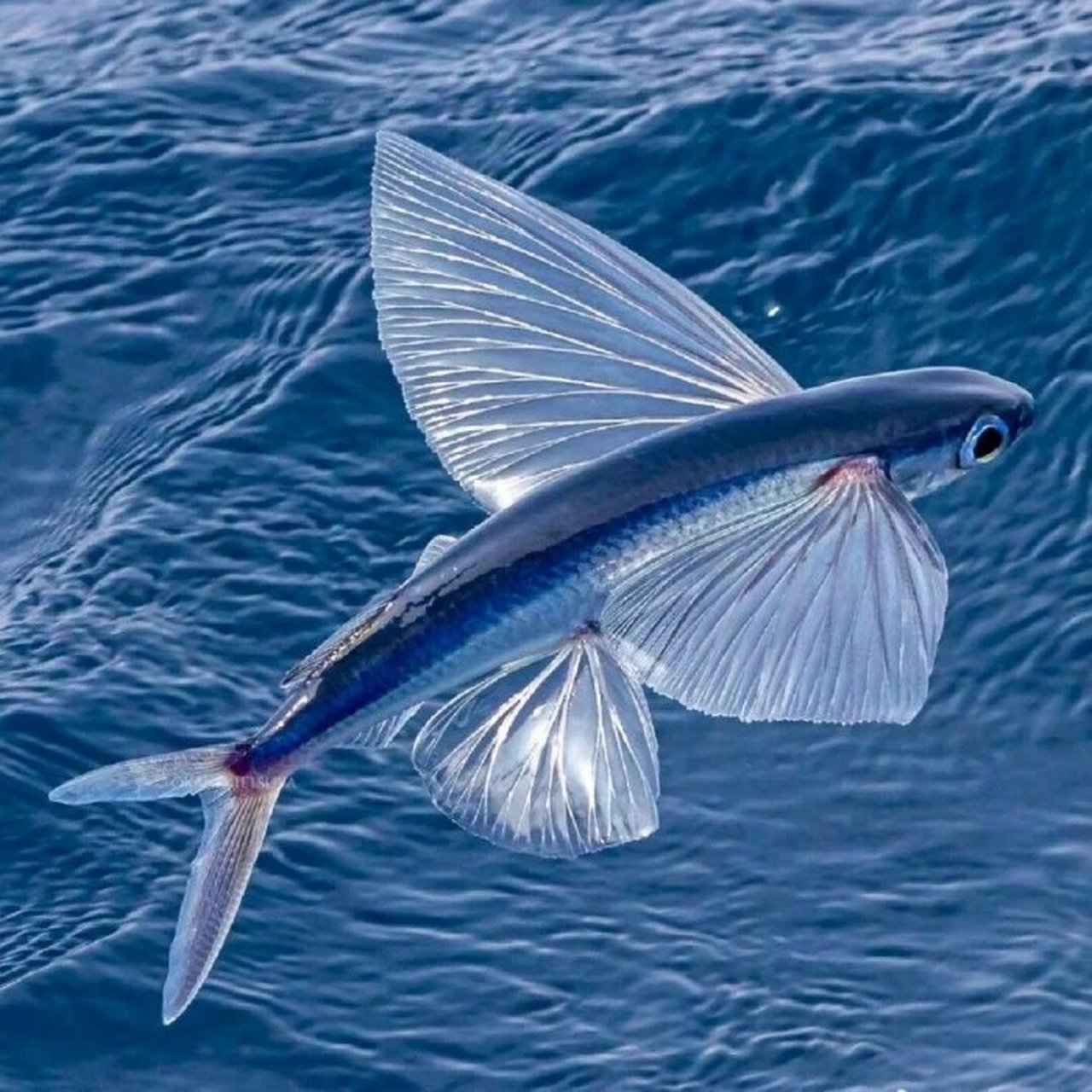 每天认识一种有趣动物|飞鱼 飞鱼 「世界上游的最快的鱼」 92拉丁学