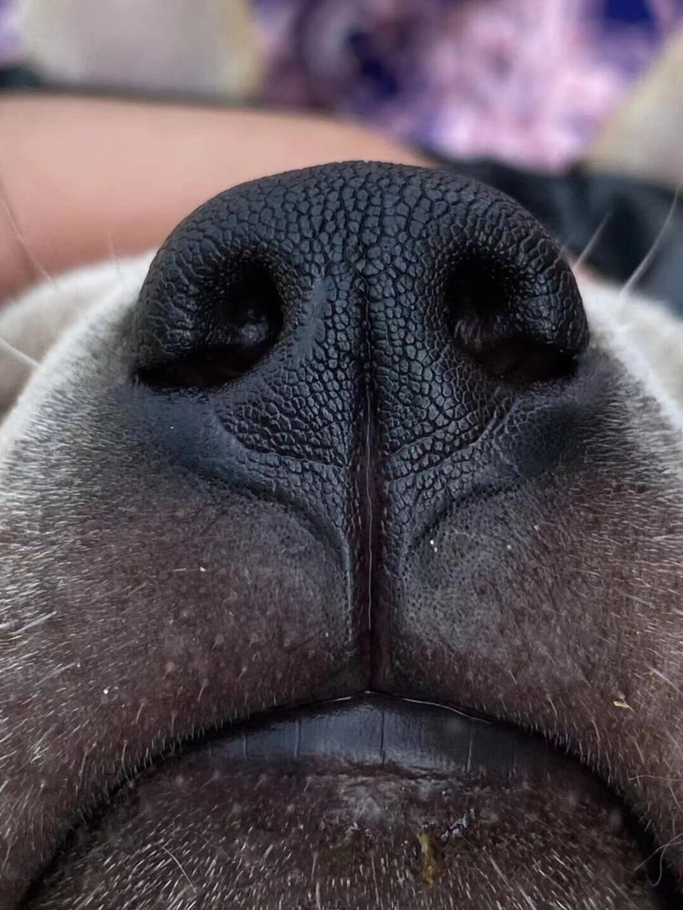 中华田园犬之广西笔尾灰 战斗一族广西土沙笔尾灰,极品招财大体花公