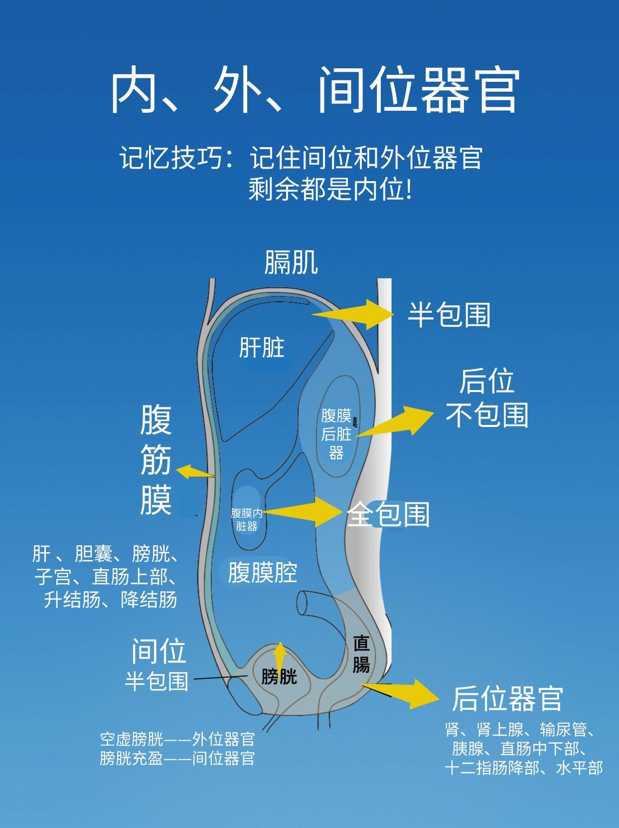 腹膜外器官图片