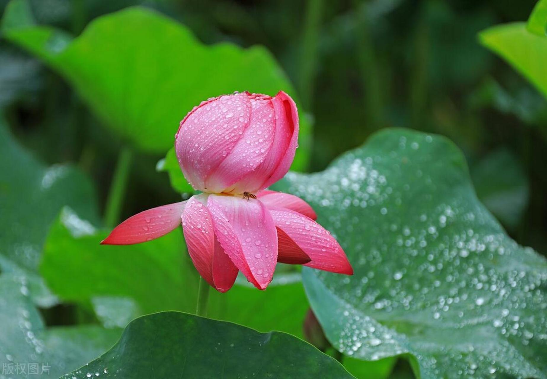 上联:春风载绿柳 下联:夏雨滋荷花  "春风载绿柳"与"夏雨滋荷花"形成