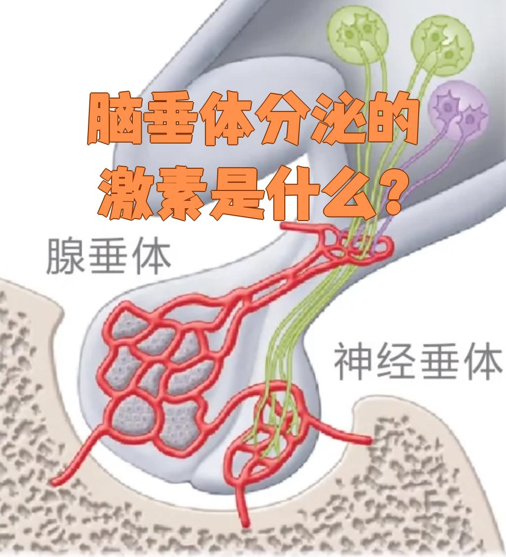 脑垂体能分泌多种重要激素,主要分为腺垂体和神经垂体两部分