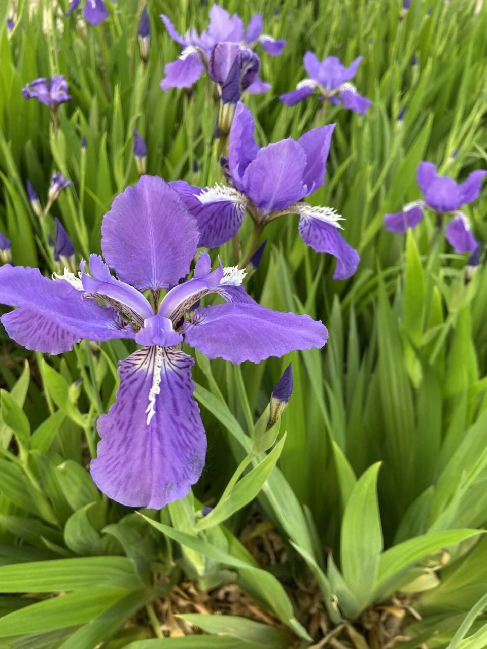 鸢尾花品种繁多,颜色各异,主要色彩为蓝紫色,又名蓝蝴蝶或紫蝴蝶,有"