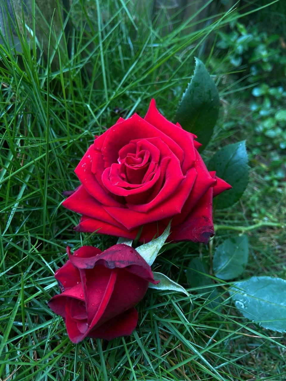 我和我的100棵月季之卡罗拉 28号选手:卡罗拉 	 花店同款红玫瑰,这款