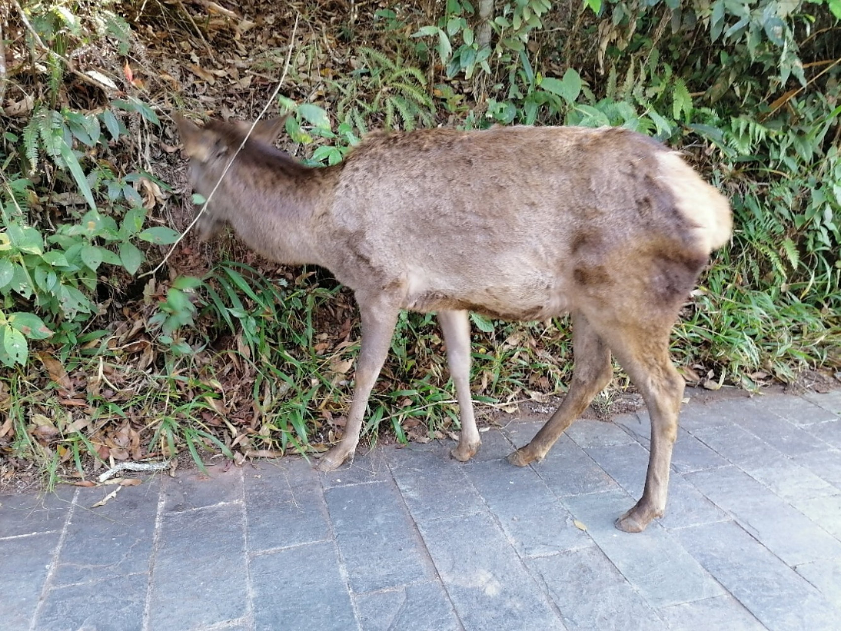 动物图鉴1:麂子