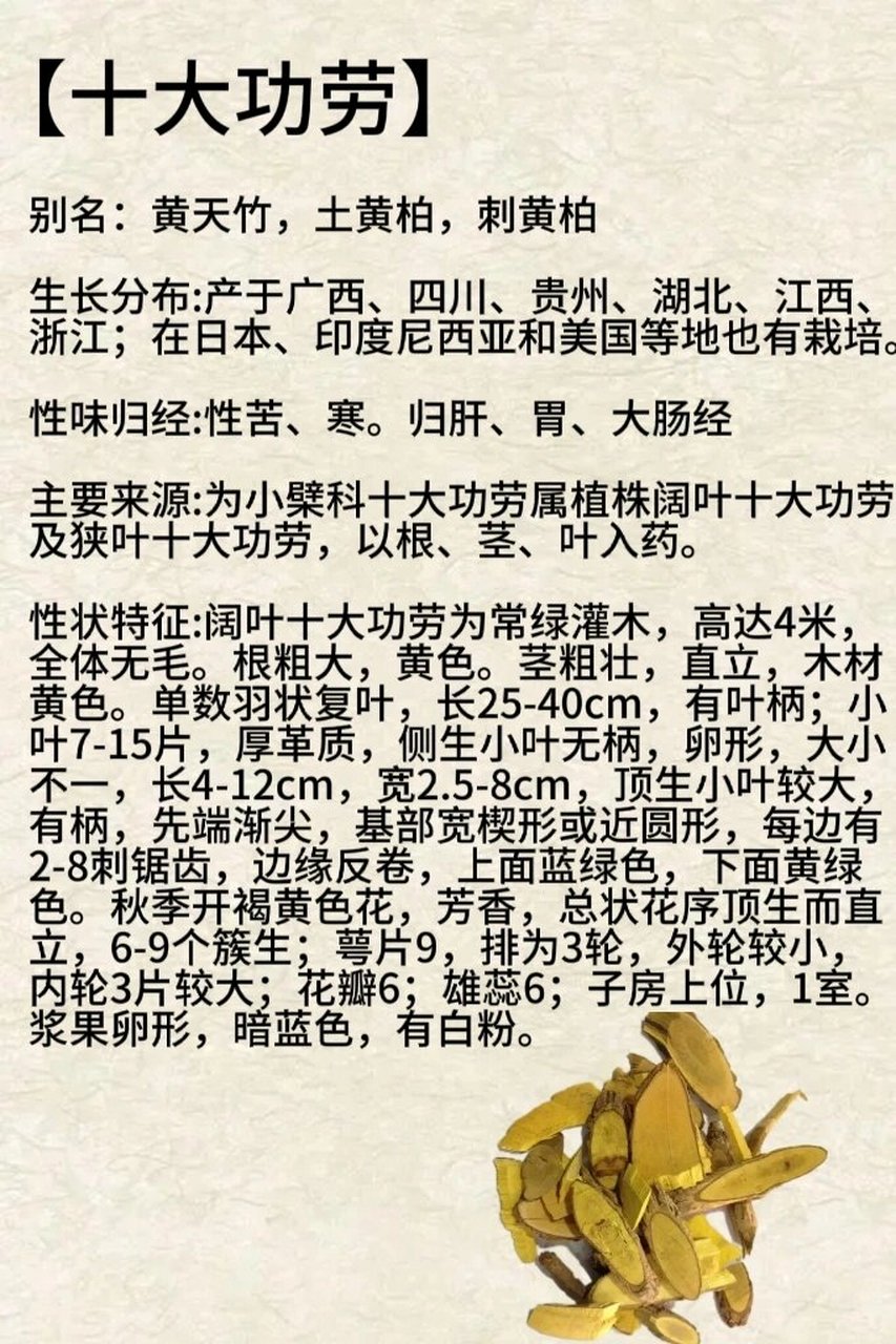每天认识一种本草植物【十大功劳】 91别名:黄天竹,土黄柏,刺黄柏