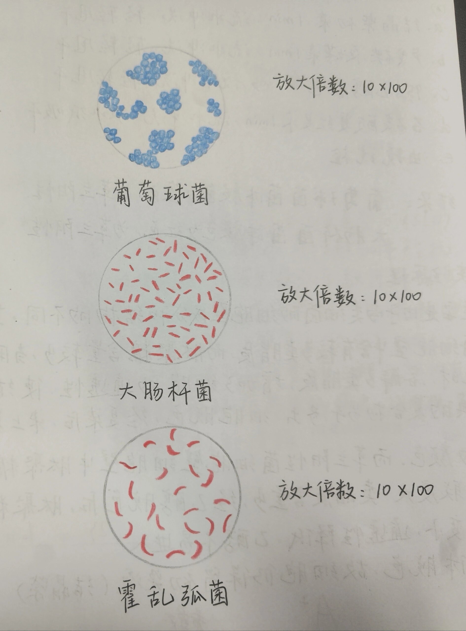 抗酸染色实验报告画图图片