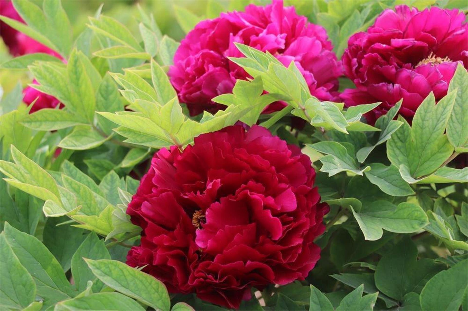 花色:花墨紫红色,润泽,花心雄蕊多数,花开艳如锦绣.