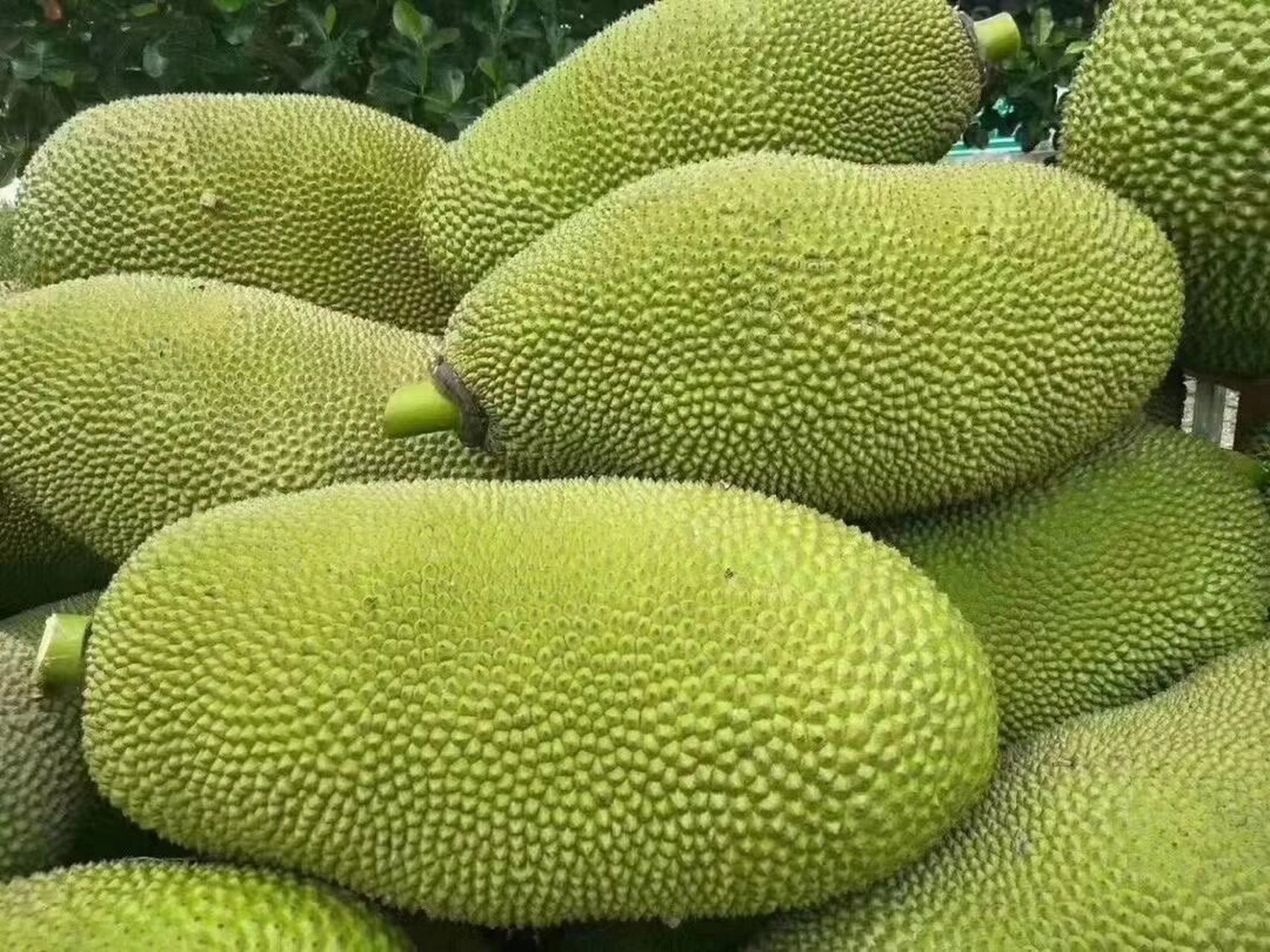 脆爽可口—果之王菠萝蜜 一提到菠萝蜜 似乎就闻到