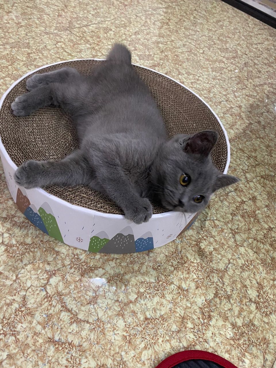 三个月的小蓝猫,为啥它的毛这么长呢?蓝猫的毛不应该是短短的么