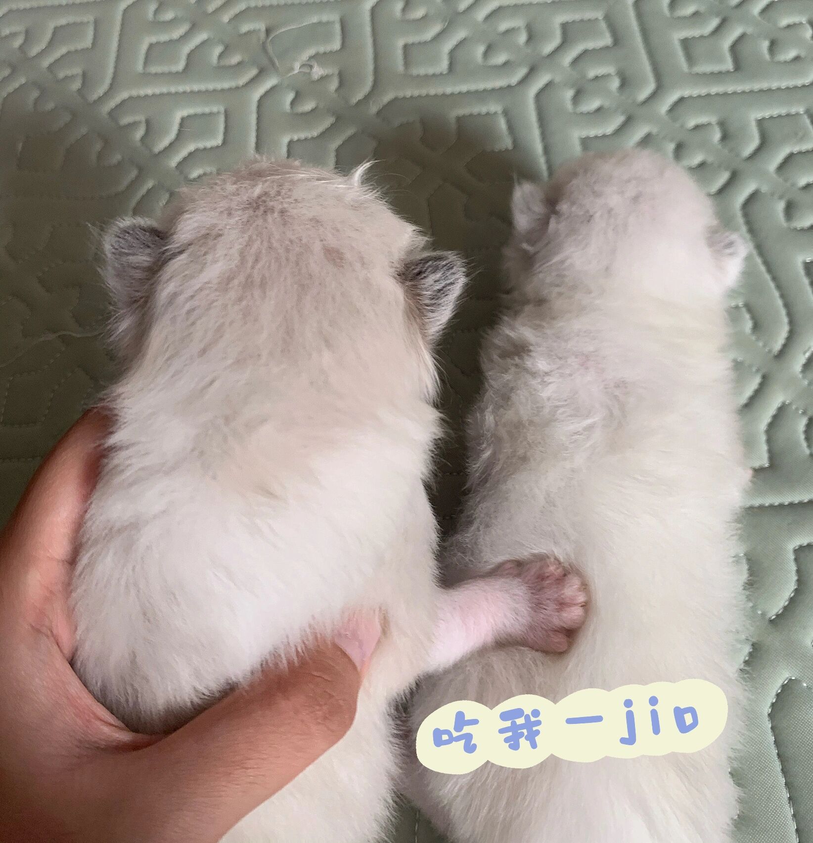 教你分辨一周龄布偶幼崽的蓝双海双