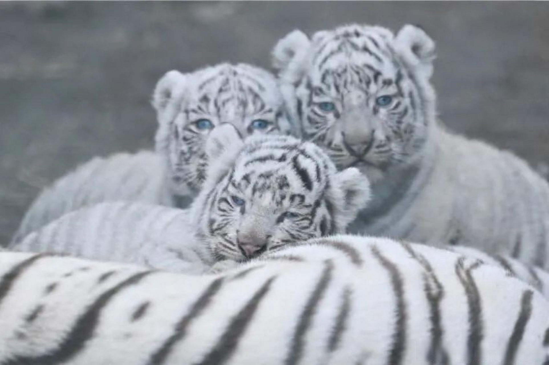 一些可爱的小脑斧,给大家减压