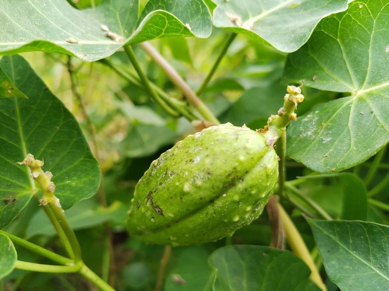 这种野果,你们叫它什么名字?