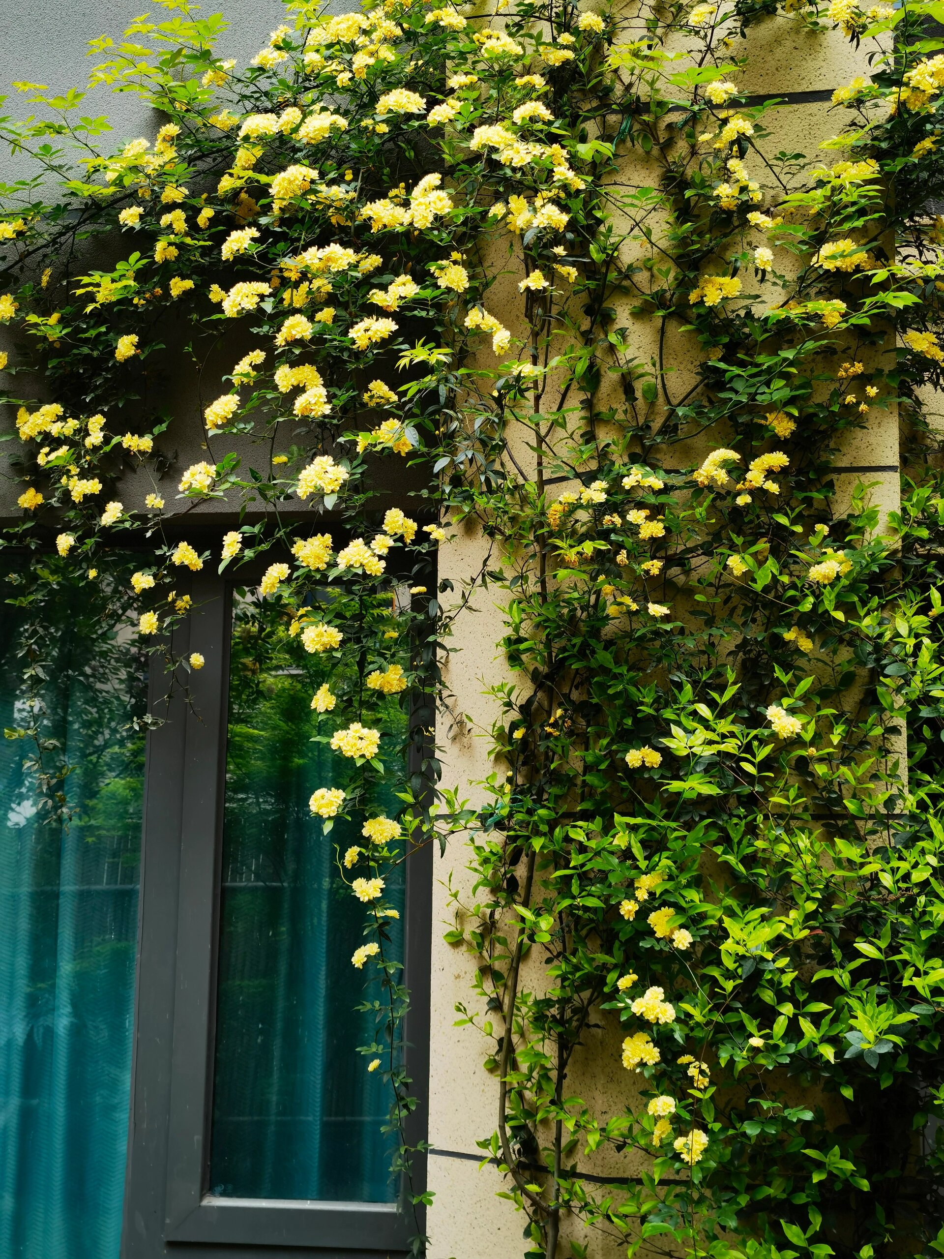 黄木香一年时间就花开满墙的秘密