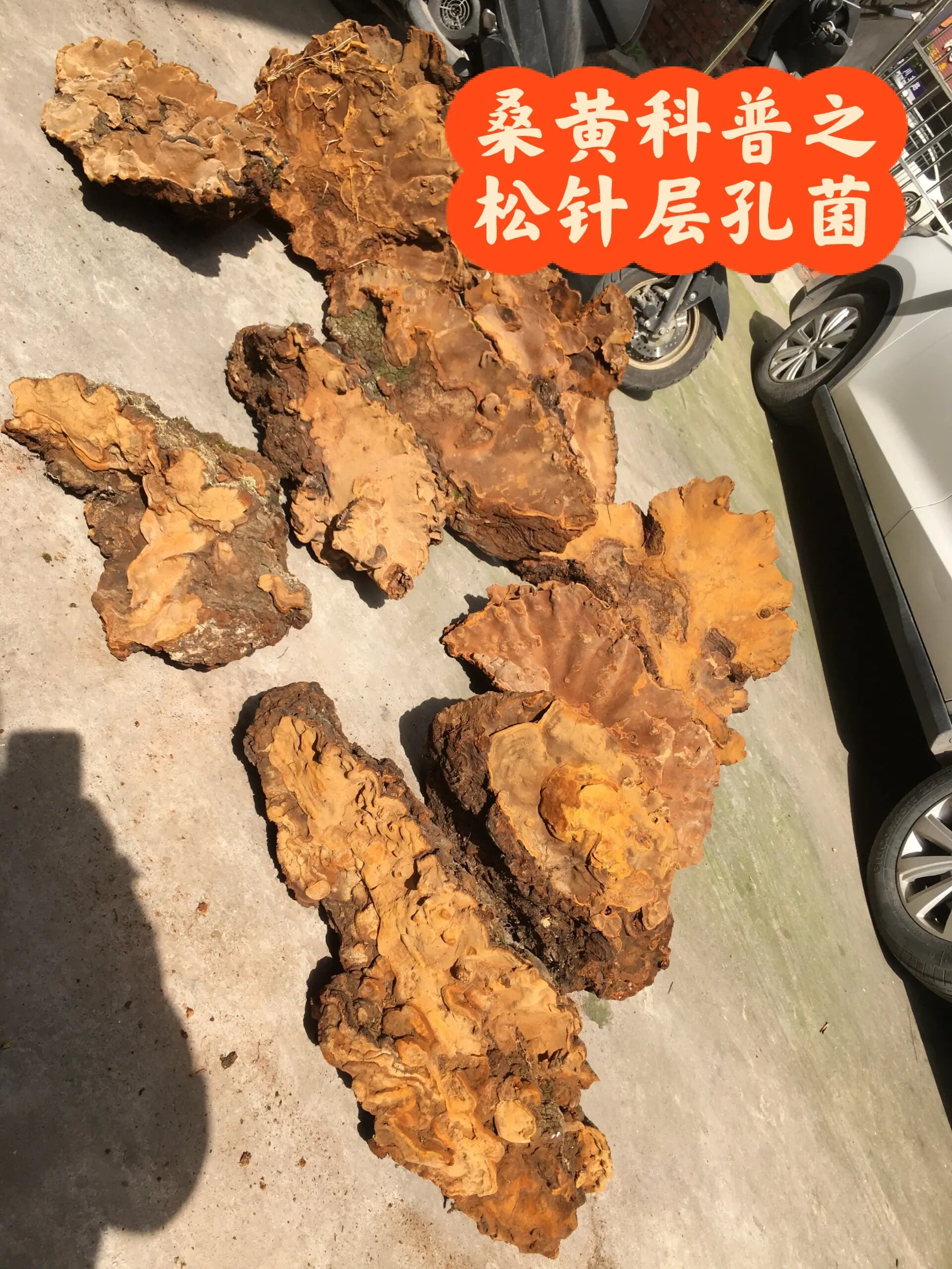 稀硬木层孔菌图片