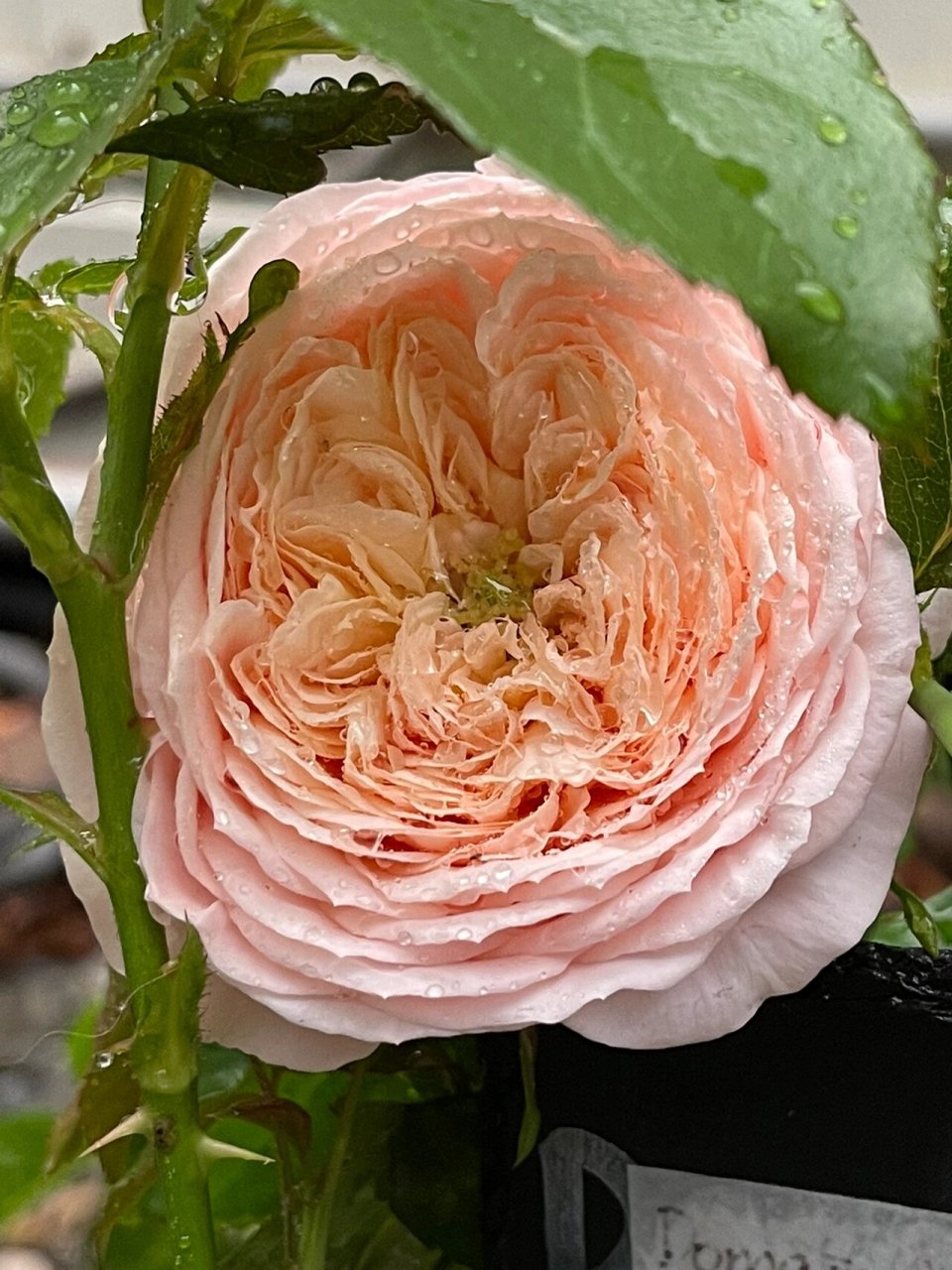 4 玫瑰香橙  de chantilly 香缇别苑又名玫瑰香橙,戴尔巴德2017年发布