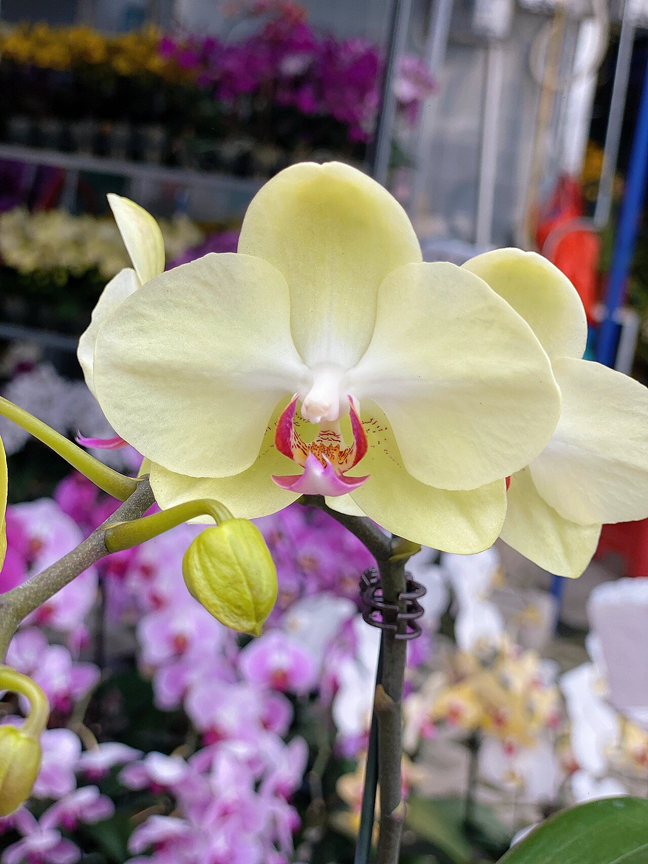 蝴蝶兰 | 青苹果97小清新