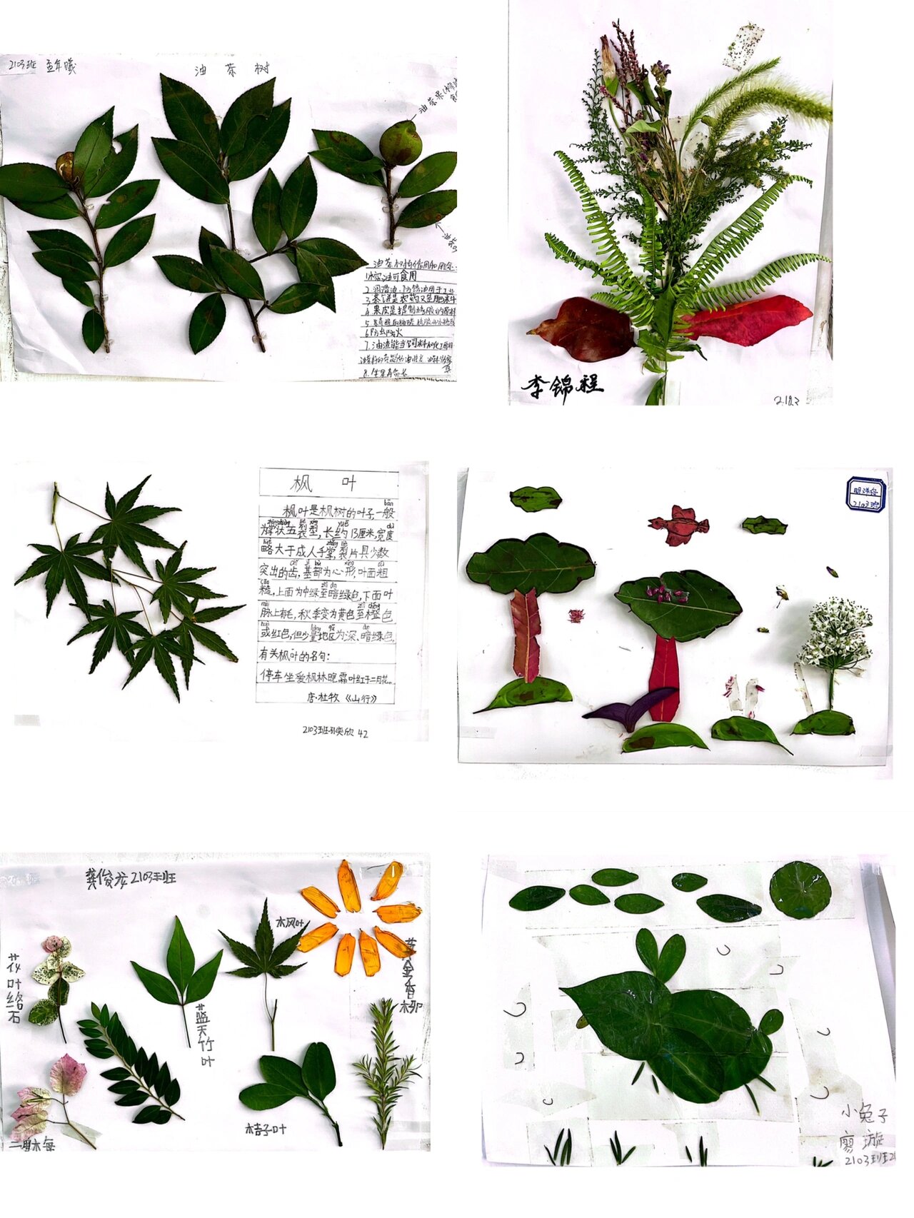 二年级语文特色作业 《树之歌》树叶画 古诗配画《梅花》