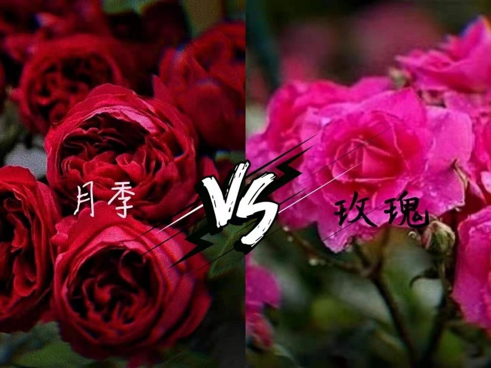 月季与玫瑰同源之花的区别 中国古代把蔷薇科的三种花分别叫做玫瑰