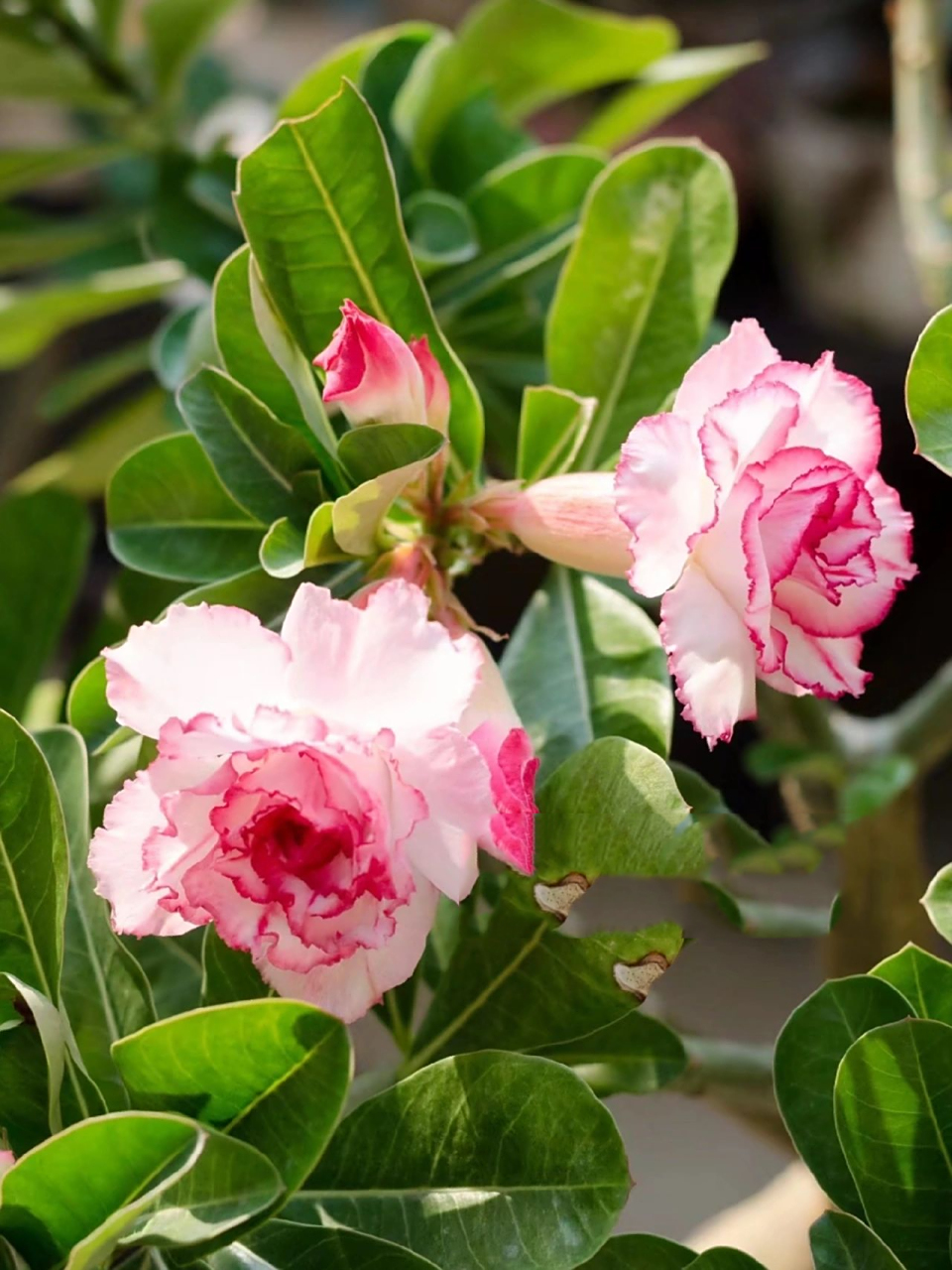 推荐一款爆花的沙漠玫瑰花——初恋 沙漠玫瑰花初恋实在是太能开了