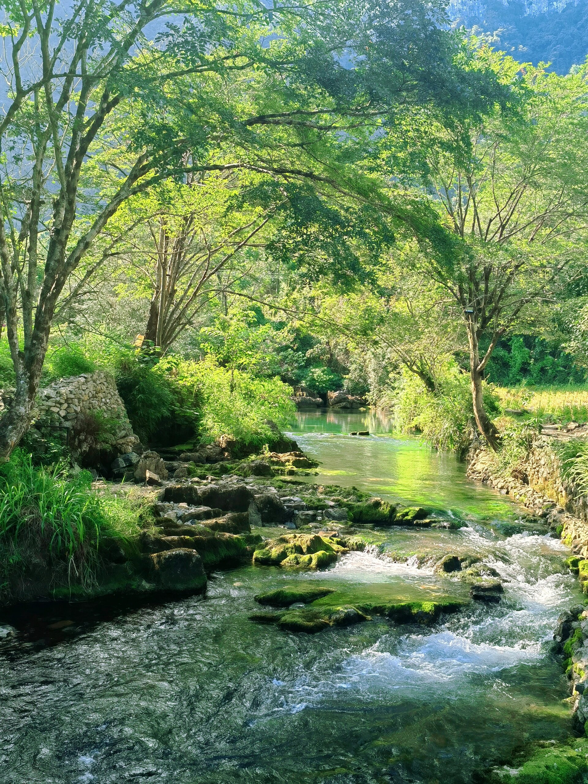 荔波茂兰露营基地图片