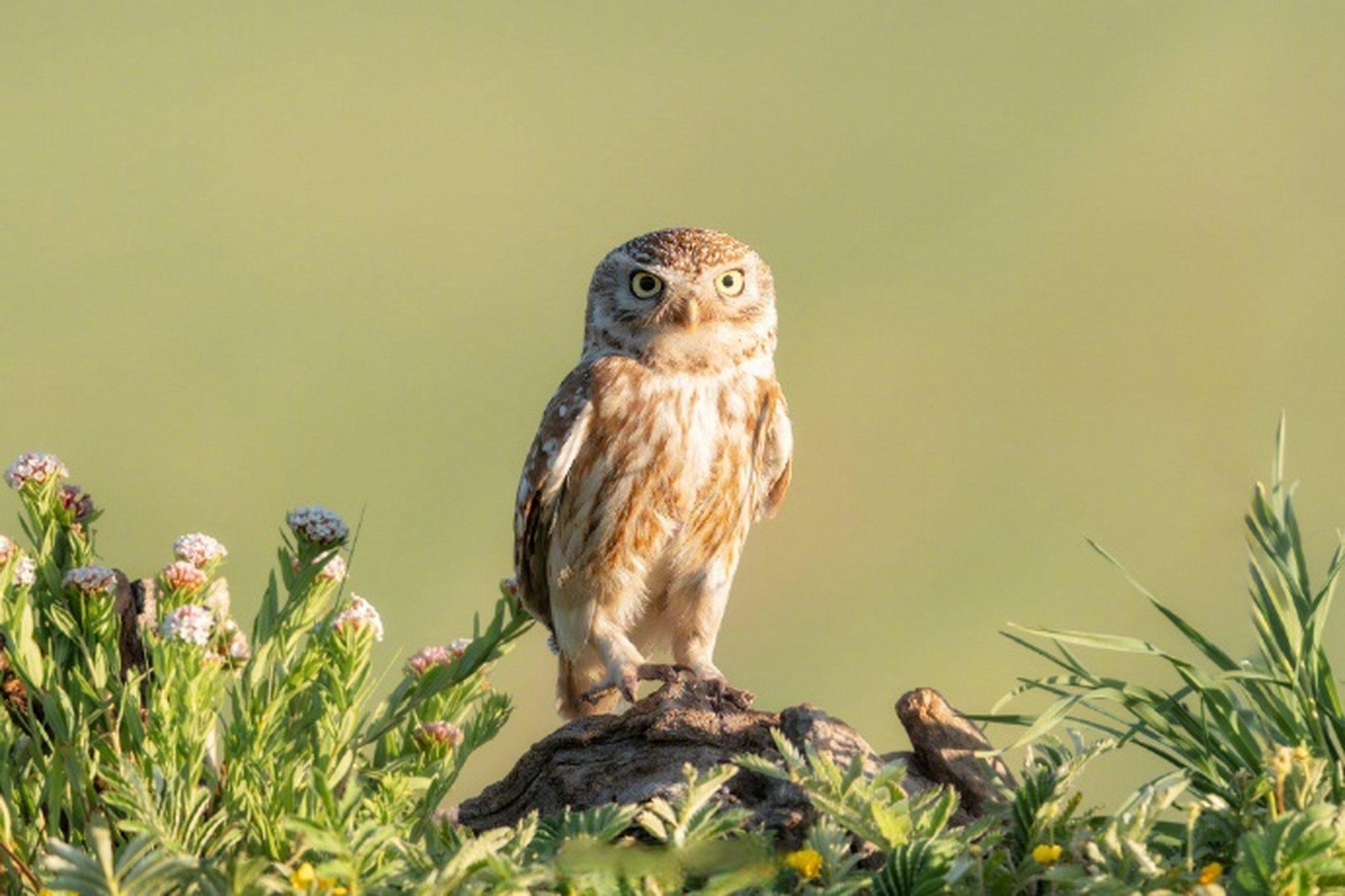【#怕不是行走在鸟界的表情包#】纵纹腹小鸮带小崽觅食玩耍,表情可盐