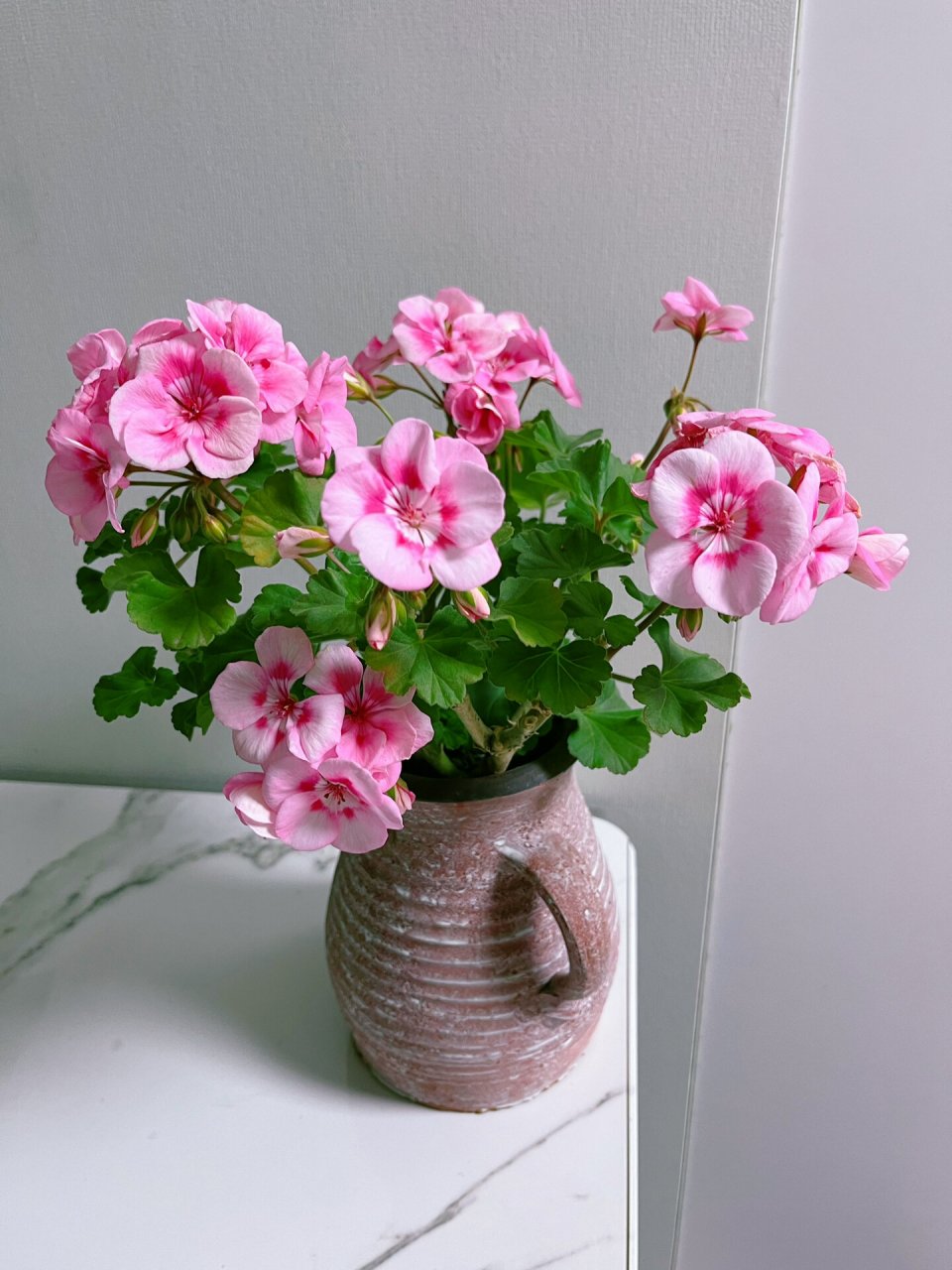 一直觉得这个粉飞溅天竺葵不好看,嫌弃着嫌弃着,它就开成了我喜欢的