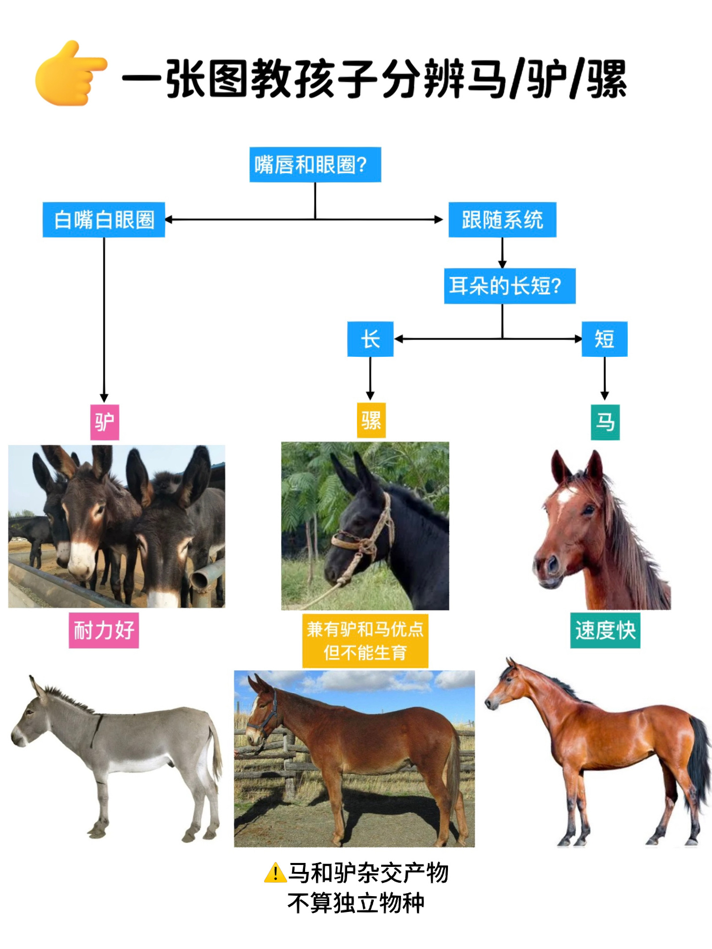 一张图教孩子分辨马/驴/骡