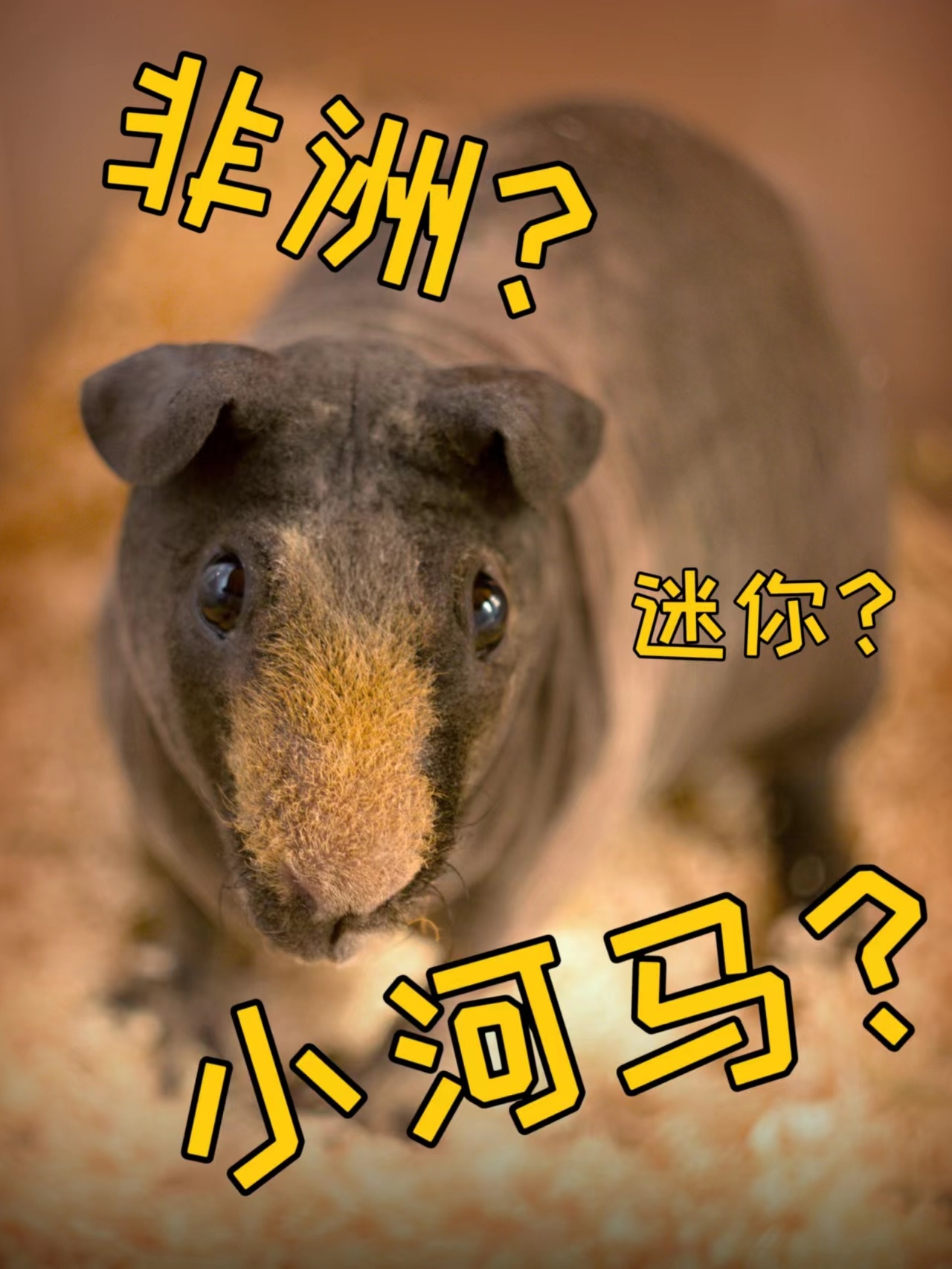 非洲迷你小河马,不来自非洲也不是河马