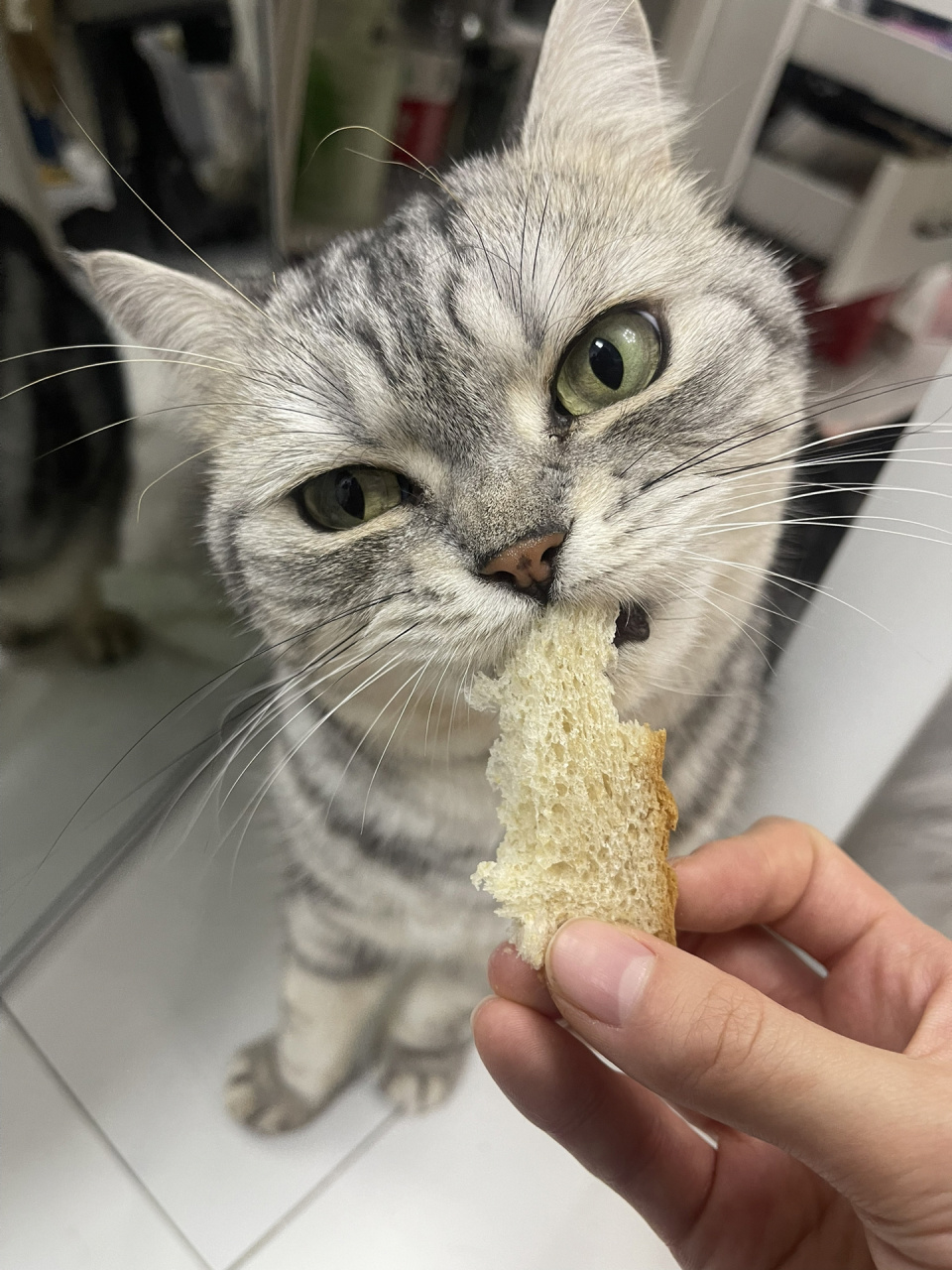 来说说猫咪的异食喜好 真从来没想到居然会有猫猫吃吐司可以吃出肉感