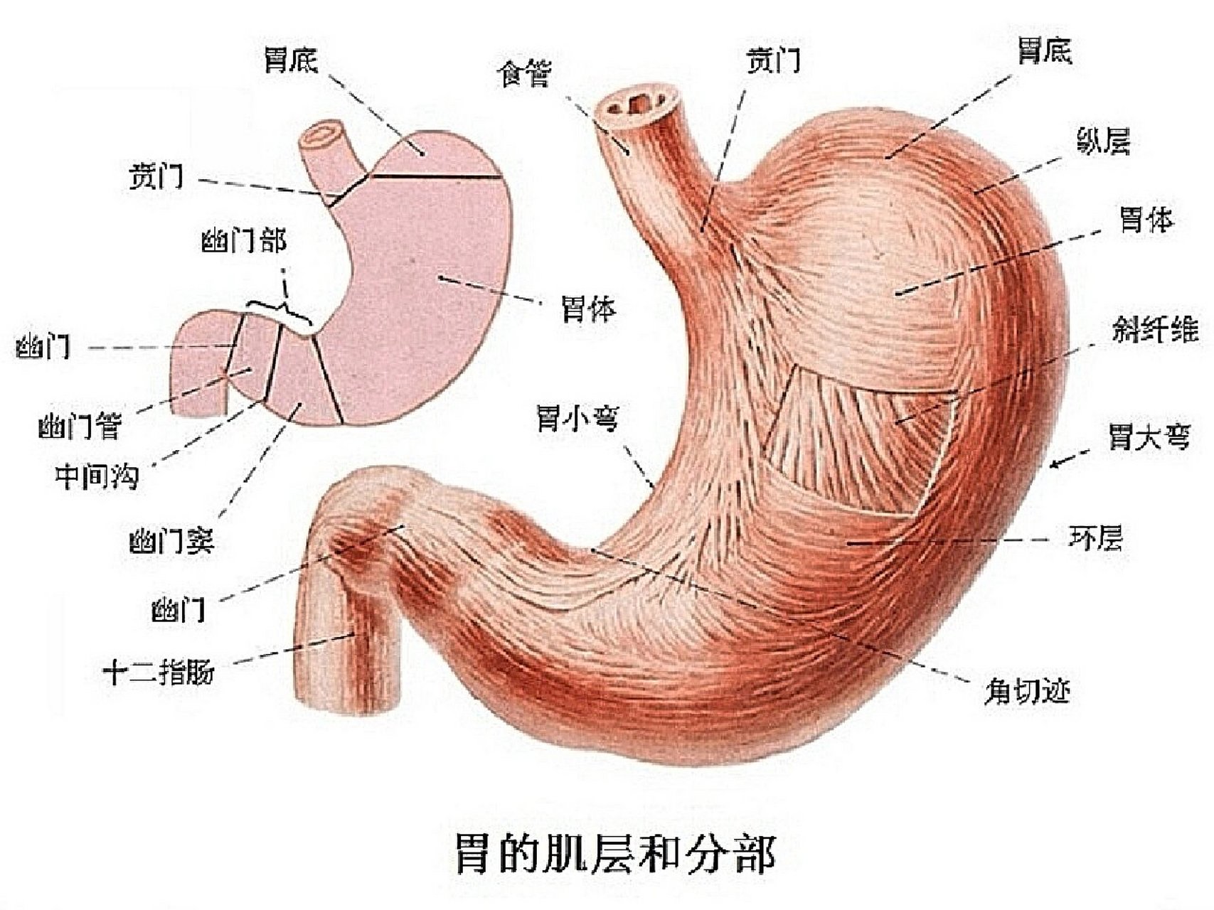 胃各部分名称位置图图片