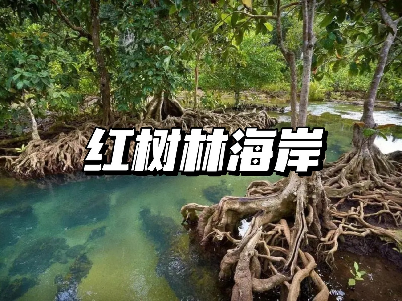 【93每日地理】:红树林海岸 93什么是红树林红树林是热带,亚热带