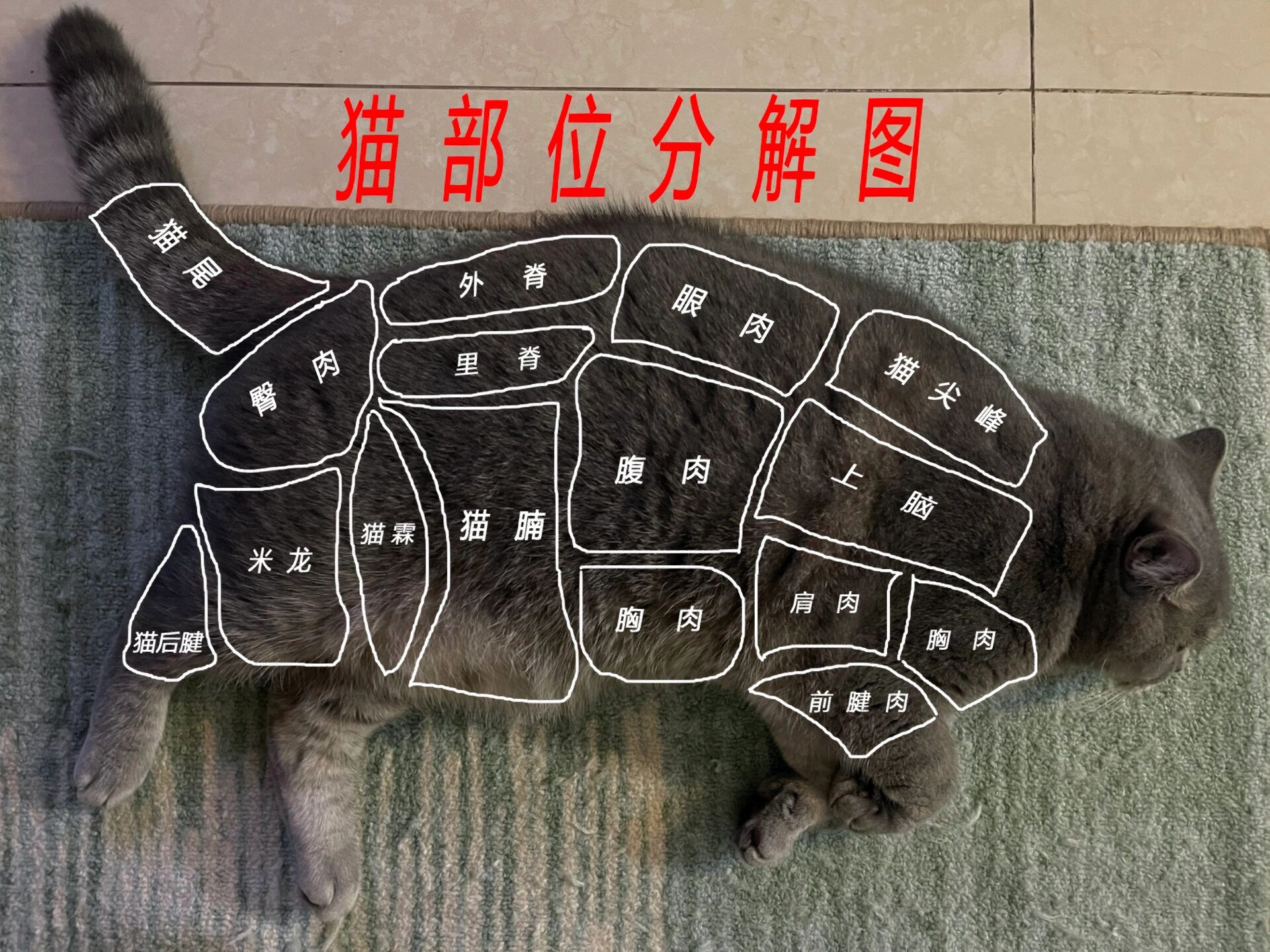 猫部位分解图