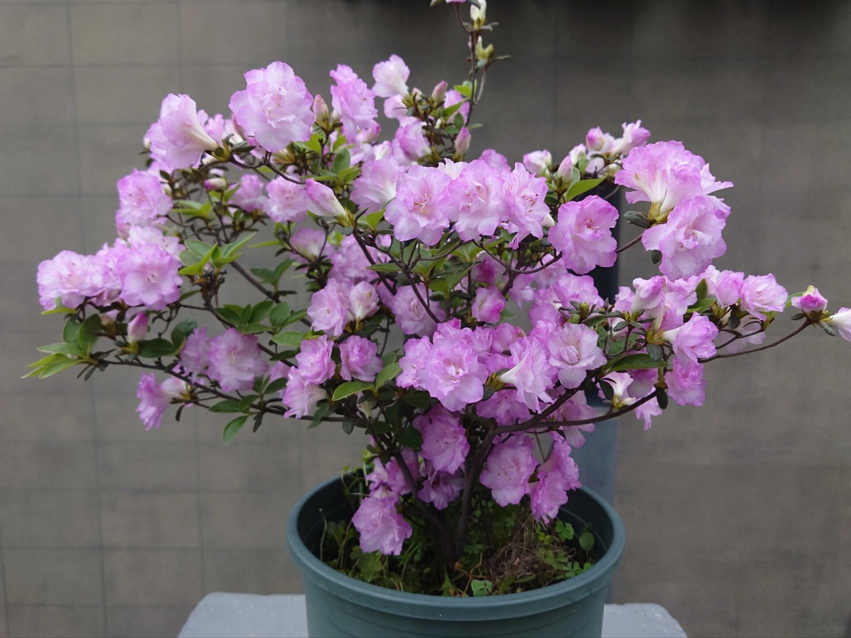 春诗 永根杜鹃培育的杂交春鹃春诗