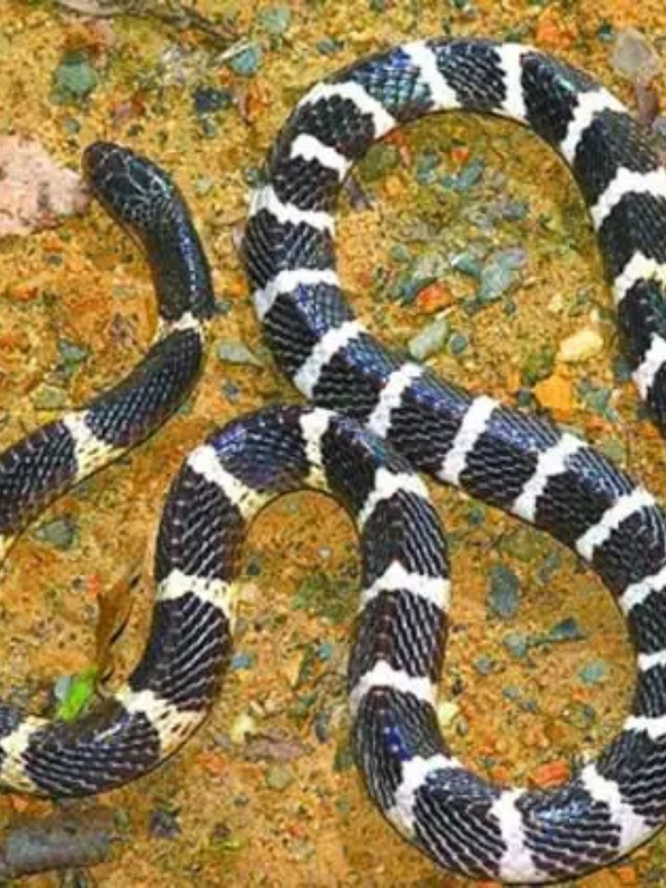 银环蛇图片 银环蛇,是一种美丽而神秘的生物,以其独特的外观和独特的