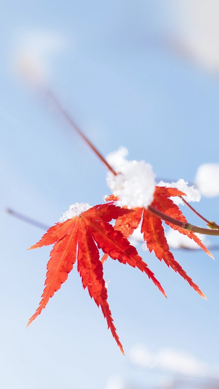 唯美冬季立冬7615下雪实景背景图分享97 哈喽~ 小伙伴儿们 总