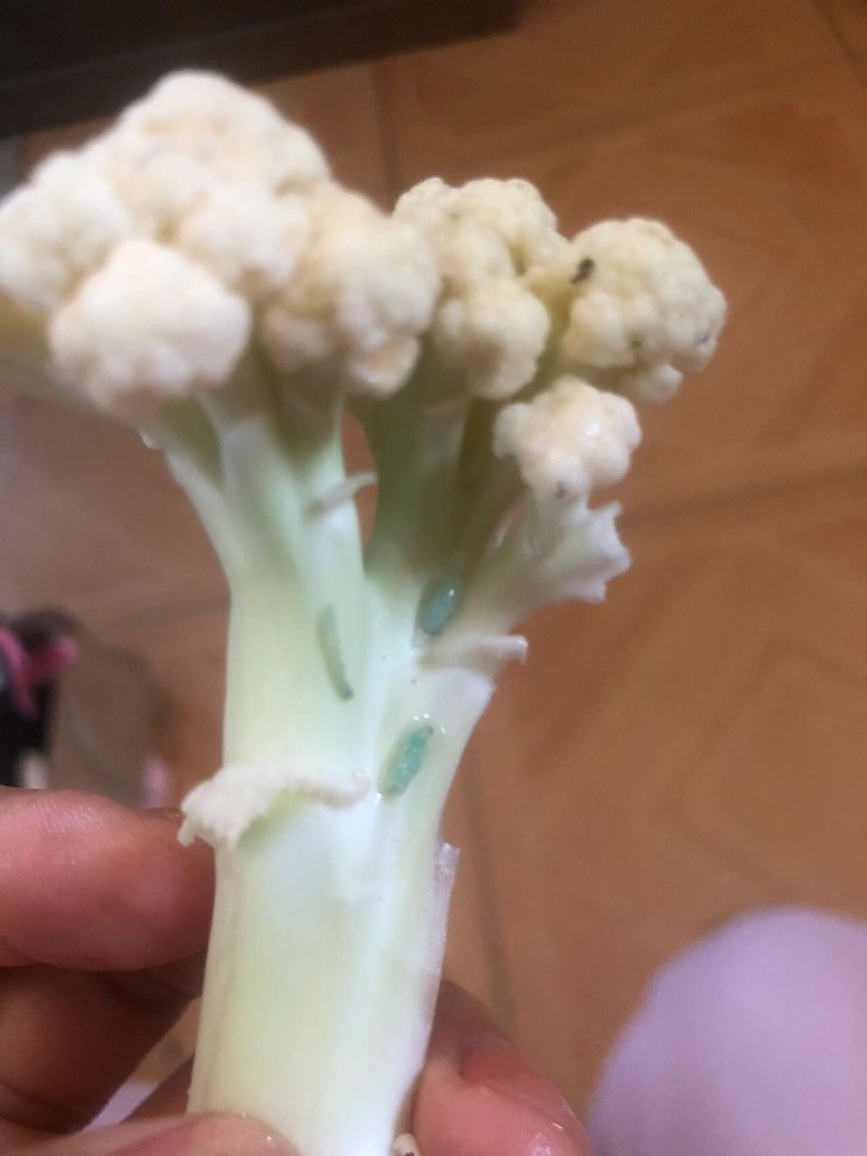 菜花上好多这样的虫子9105 还能不能吃?