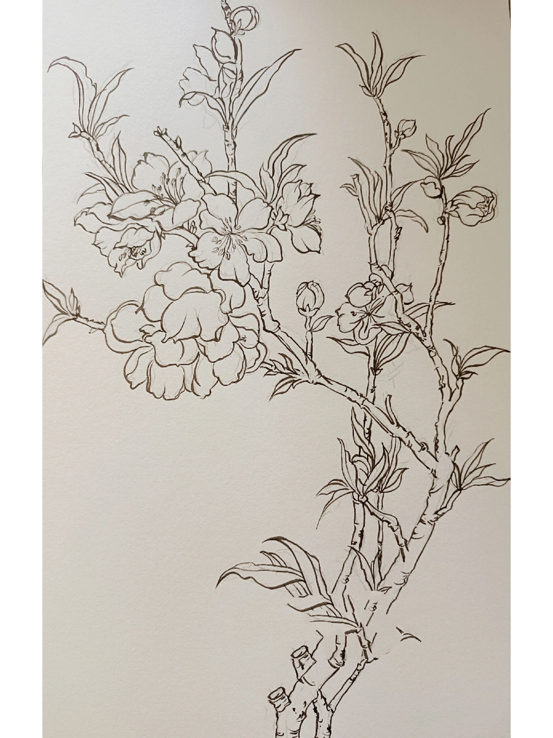 国画——桃花白描高清稿系列